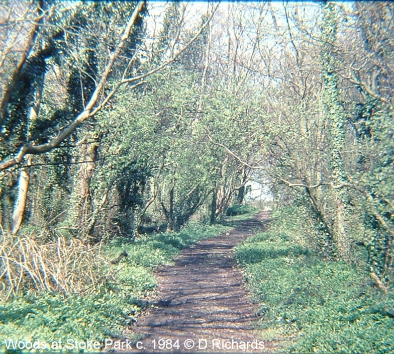 Photograph of woods by Dennis Richards