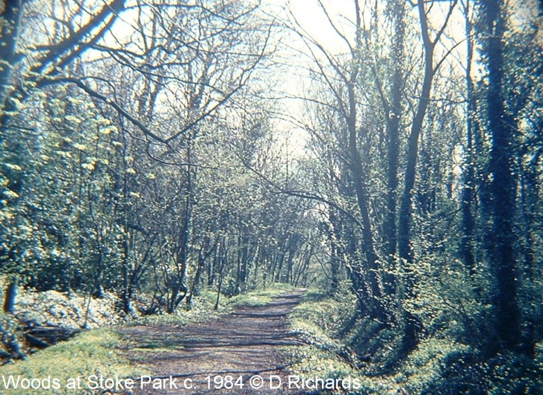 Photograph of wood by Dennis Richards