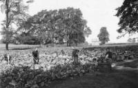 A Photograph of Stoke Park Burden Colony